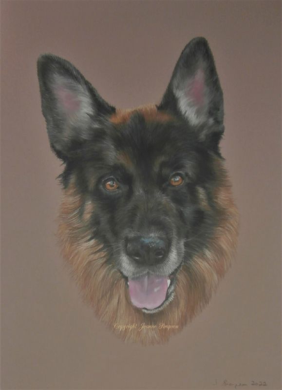 German Shepherd pet portrait
